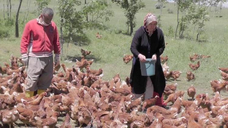 Moldovalı gelin Muşta tavuk çiftliği kurdu