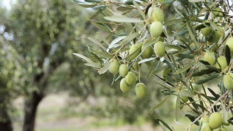 Gerçek ‘ancak’ ortaya çıktı