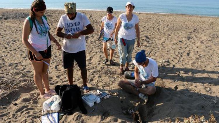 Serikte geçen yıl 2 bin 500 Caretta caretta yuvası tespit edildi