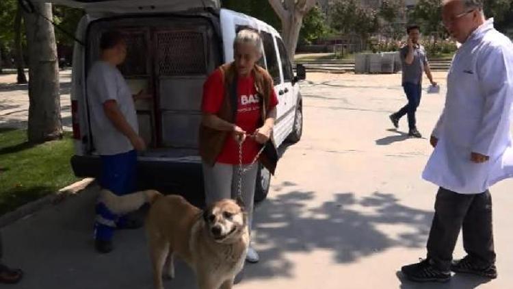 Ekiplerin aldığı köpek parka geri bırakıldı