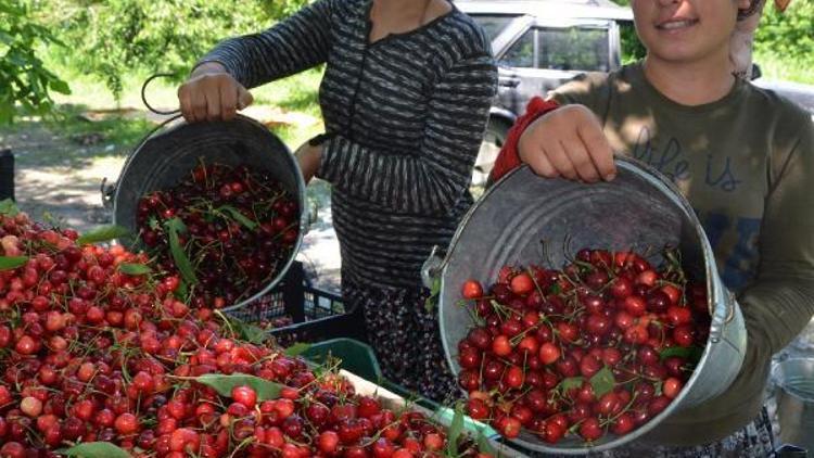 Honazdaki kiraz üreticisini yağmur vurdu