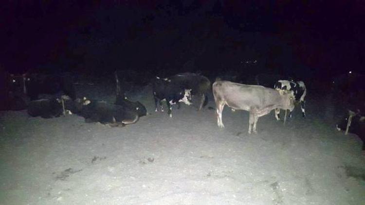 Türkiye-Ermenistan sınırında hayvan kaçakçılığı