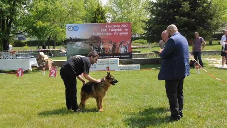 Üniversite kampüsünde Köpek Irk Yarışması