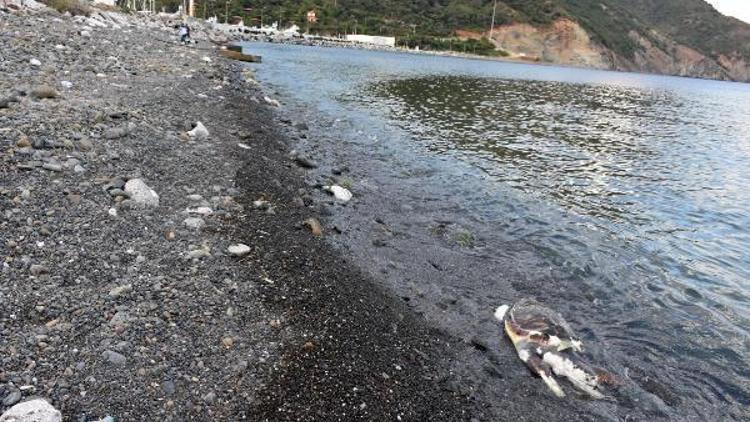 Marmariste sahilde caretta caretta ölüsü bulundu