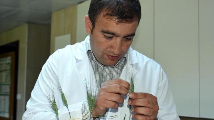 YYÜde mucize buğday üzerinde gen araştırması
