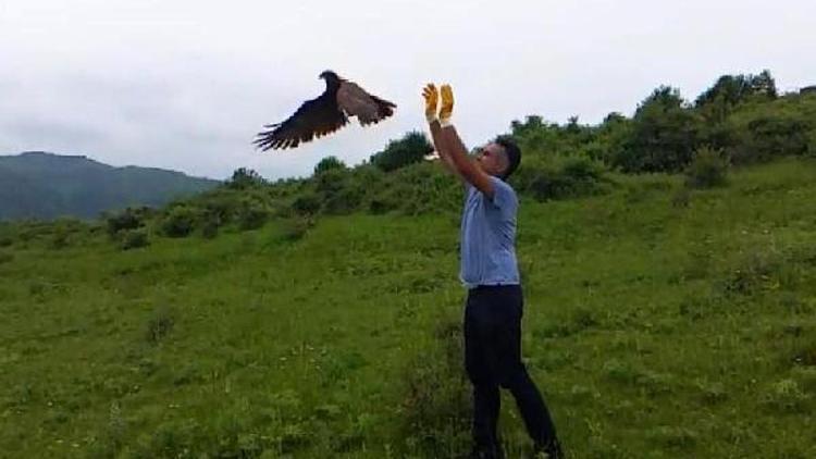 Ormanda bitkin bulunan doğan tedavi edilerek doğaya salındı