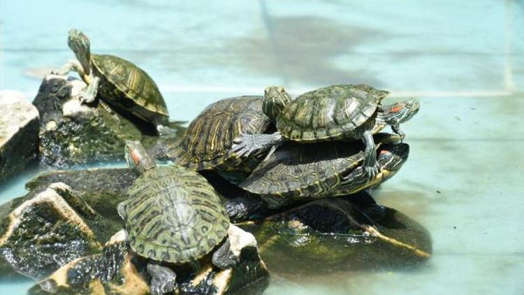 Su kaplumbağalarını otelin süs havuzuna bıraktılar