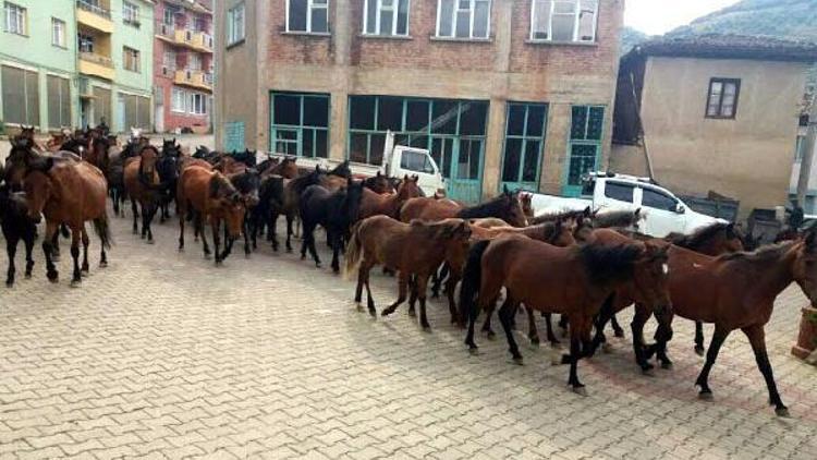 Ödemişte doğaya salınan başıboş atlar toplandı