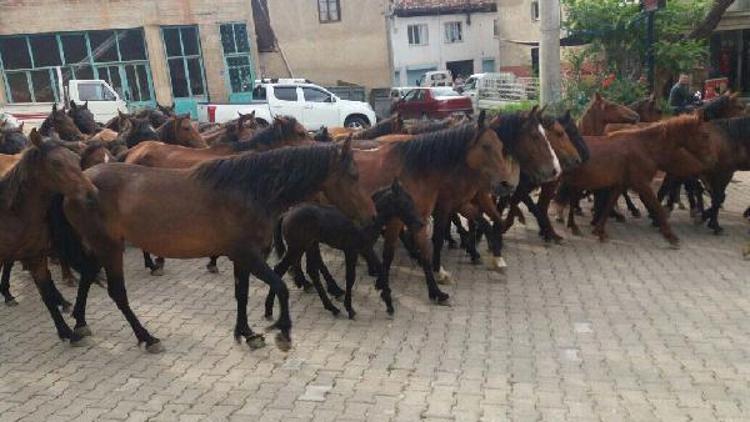 Ödemişte doğaya salınan başıboş atlar toplandı - ek fotoğraflar