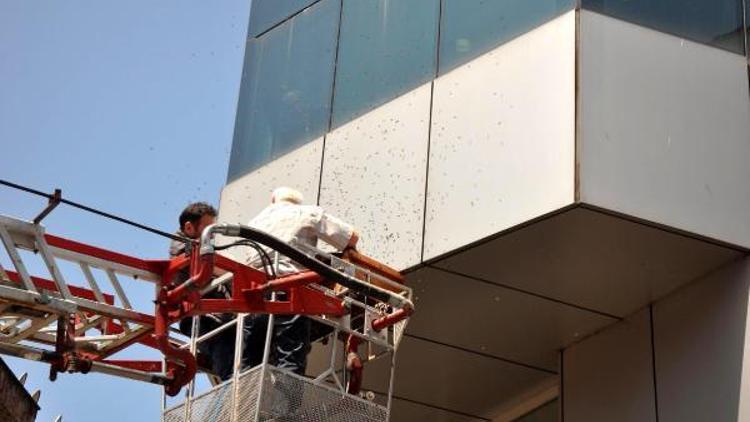 Oğul veren arılan, banka şubesinin dış cephesinde toplandı