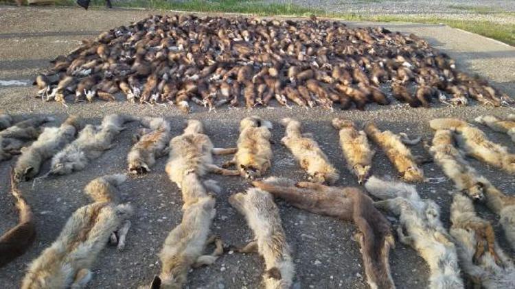 Kargo aracında yüzlerce hayvan postu ele geçirildi