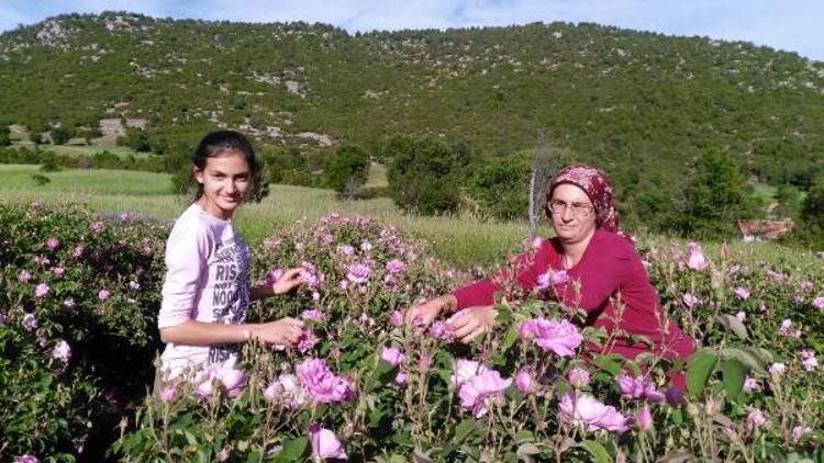 Ağlasunda gül sezonu açıldı