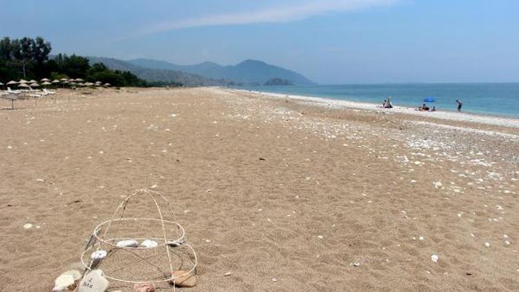 Hava değişimi Caretta caretta yuva sayısını azalttı