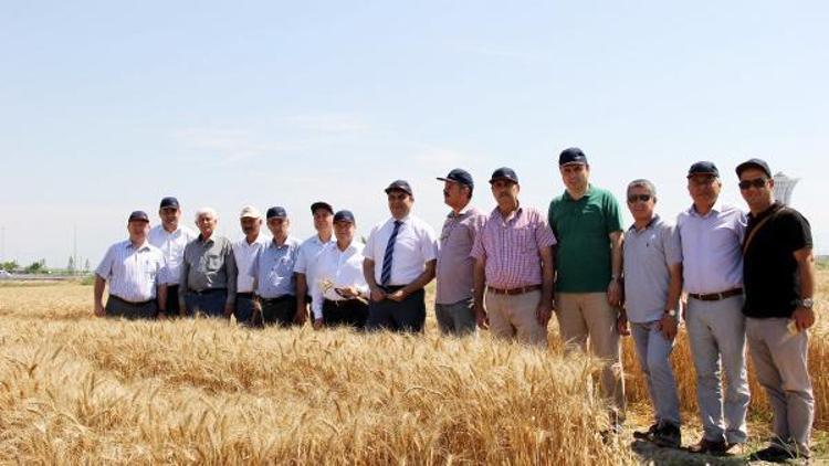 Antalya buğdayını arıyor
