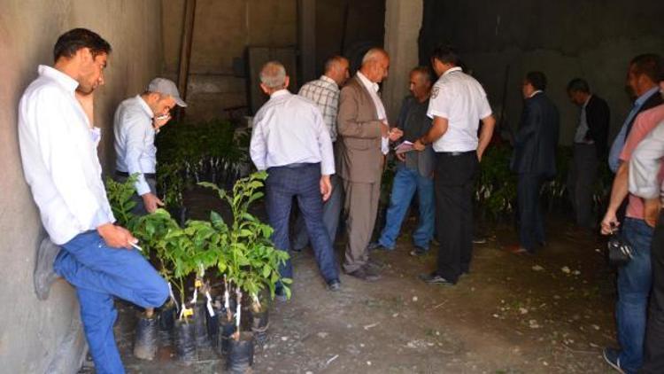 Yüksekovada 10 bin ceviz fidanı dağıtıldı