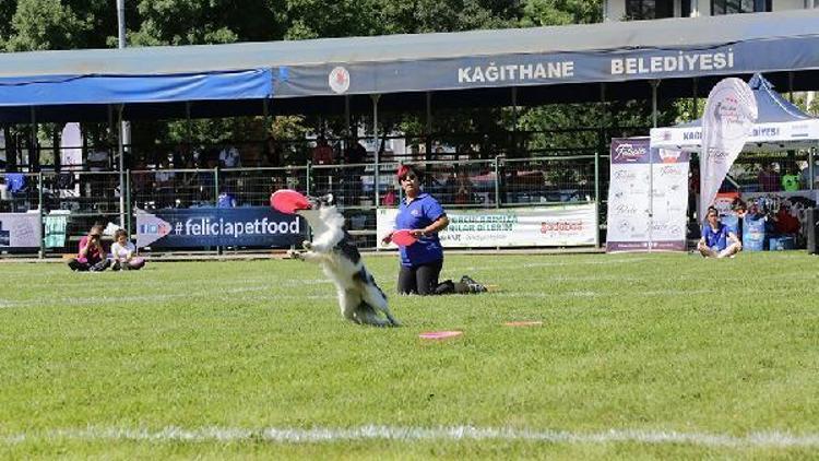 Köpek sahibiyseniz bu sporu mutlaka deneyin