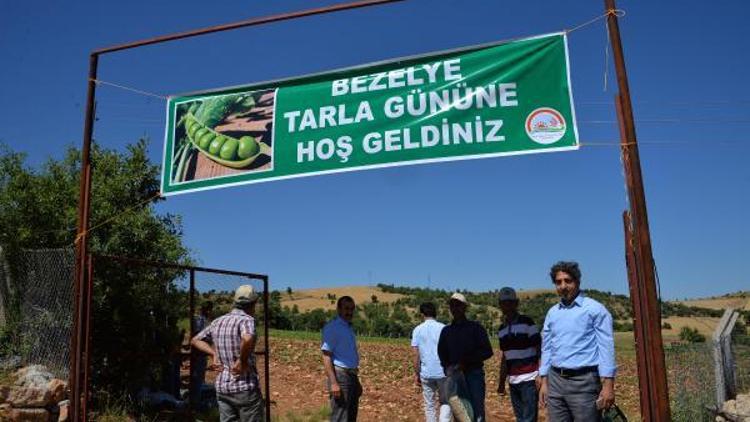 Diyarbakırda ilk kez bezelye ekildi