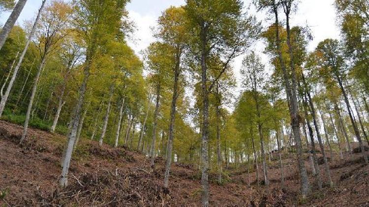Zonguldakta 24 bin 650 dekar orman alanı gençleştirildi