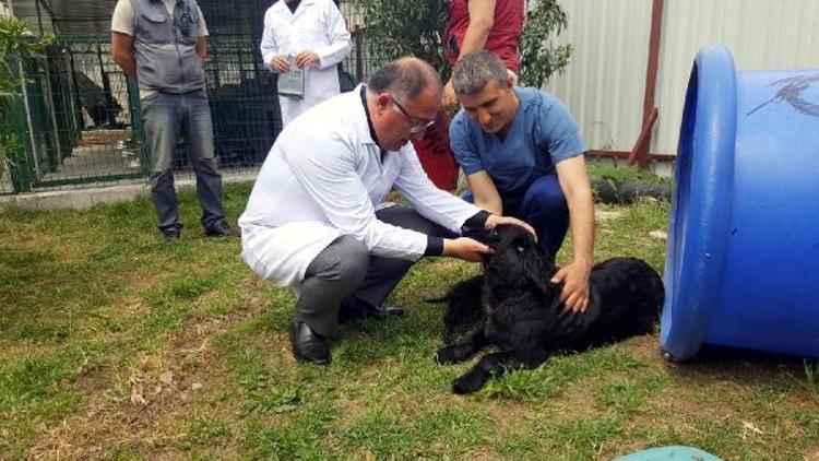 Başkan Salman: Barınakta can çekişen köpek görüntüleri yeni değil