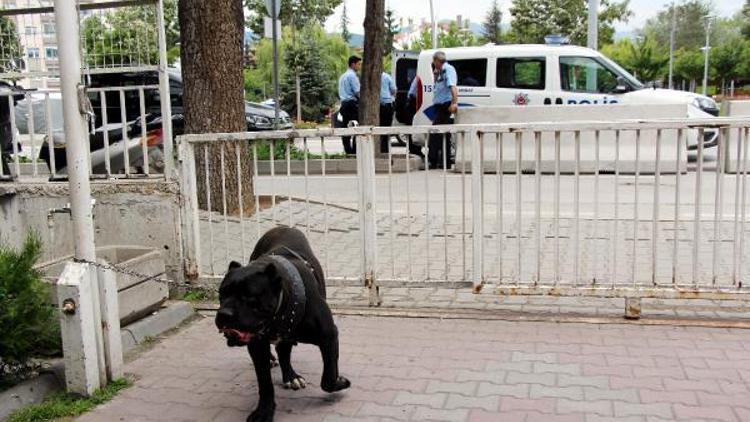 Pitbull sanılan köpek korkuttu