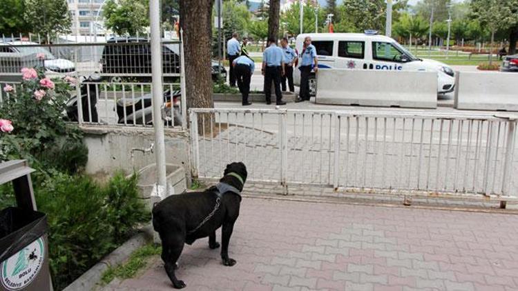 Pitbull sanılan köpek korkuttu