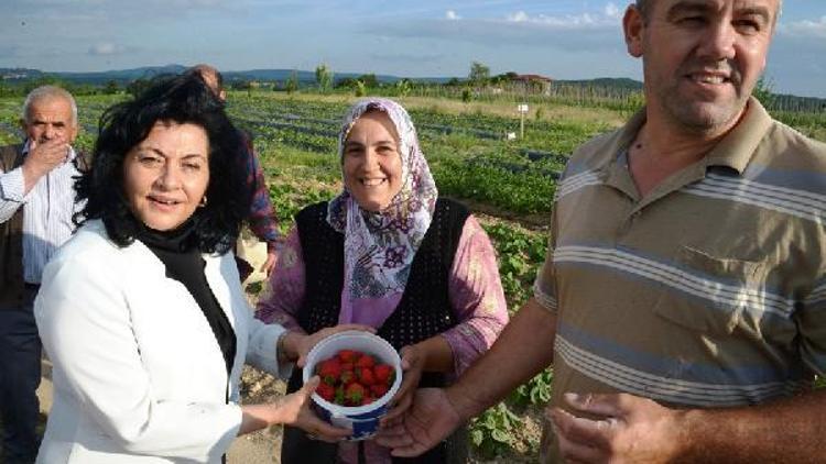 Armağan Köyünde çilek hasadı başladı