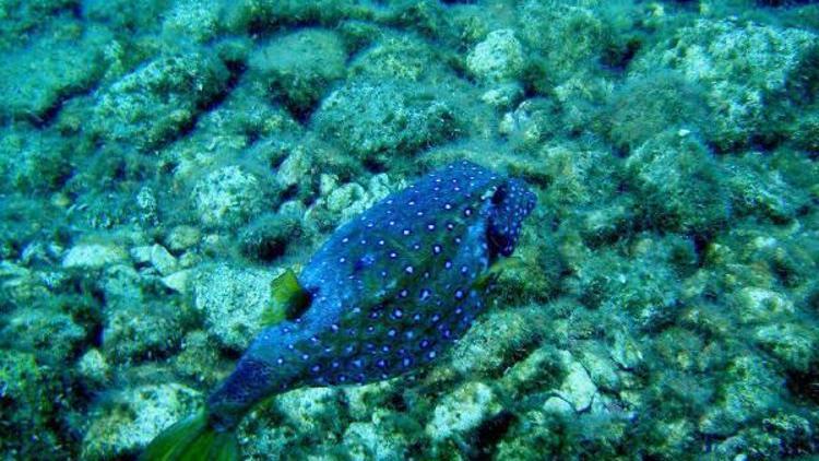 Antalyada yeni bir tropik balık türü görüldü