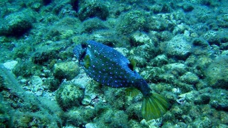 Bu balık ilk kez Antalya kıyılarında görüntülendi