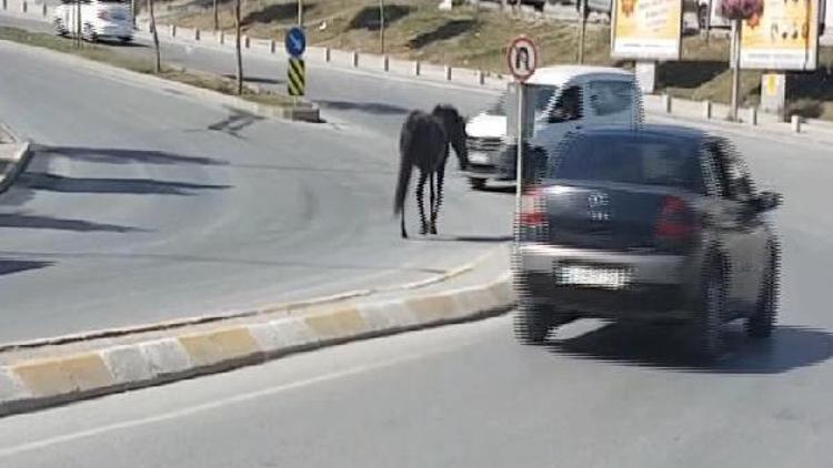 Esenyurta caddeye inen başıboş at trafiği tehlikeye soktu