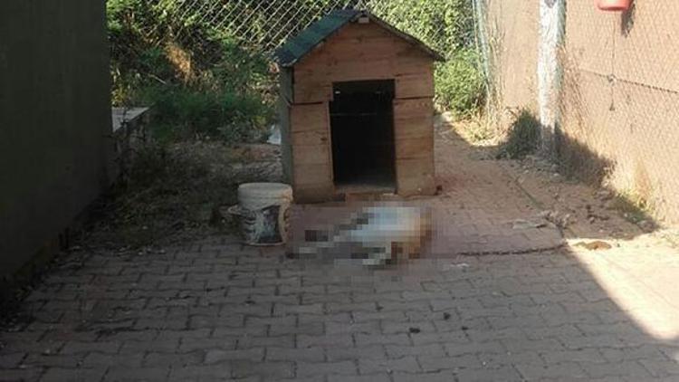 Antalyada 2 köpeğin zehirlenerek öldürüldüğü iddiası