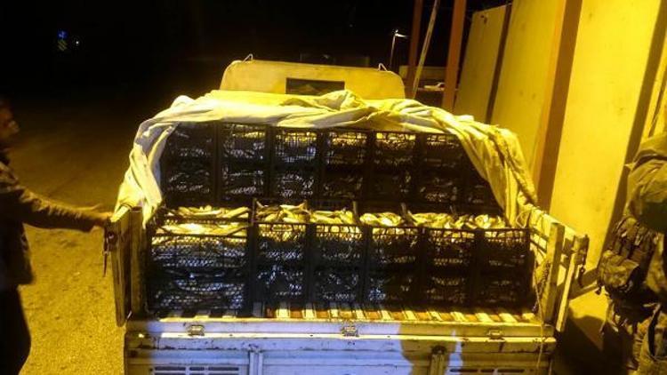 Ahlatta kaçak avlanan1.5 ton inci keflı balığı ele geçirildi
