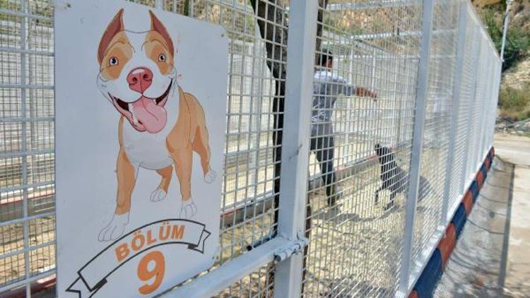 Saldırgan köpekler için özel padok