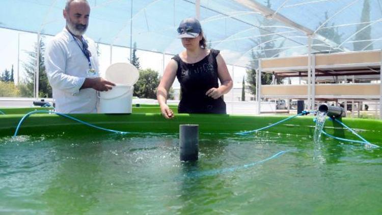 AÜden çevreyle dost, balık ve sebze üretimi