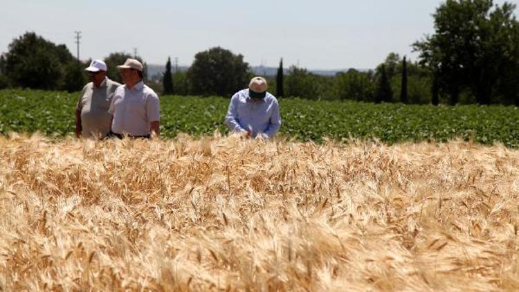 Çanakkalede Tarla Gününde arpa hasadı yapıldı