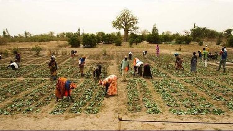 FAO ve UNV aralarındaki işbirliğini artıracak