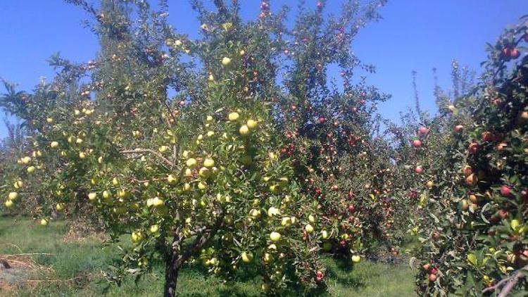 Niğdenin organik üretimi 88 bin ton