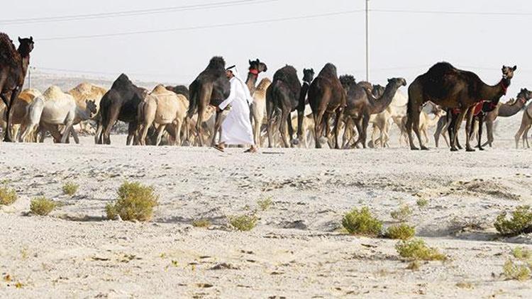 Katarlı develere sınır dışı