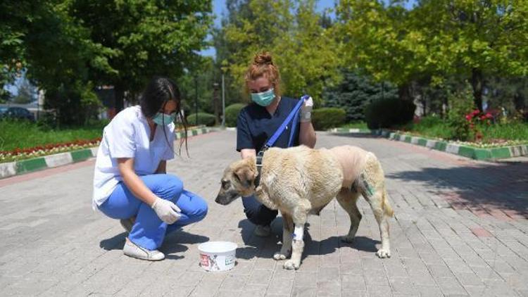 Sokak köpeğine 4 saat süren tümör ameliyatı