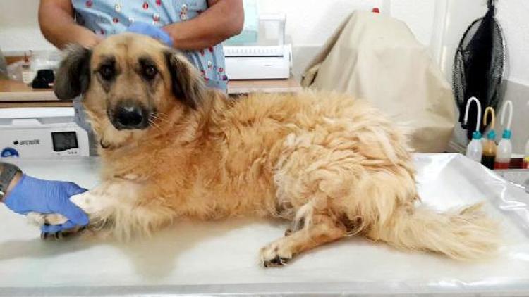 Köpeğin idrar torbasındaki 11 taş ameliyatla alındı