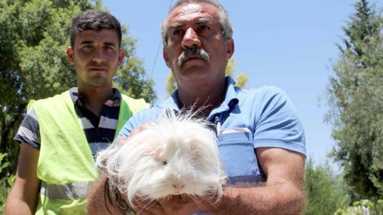 Mezarlıkta yaralı olarak Guinea Pig bulundu