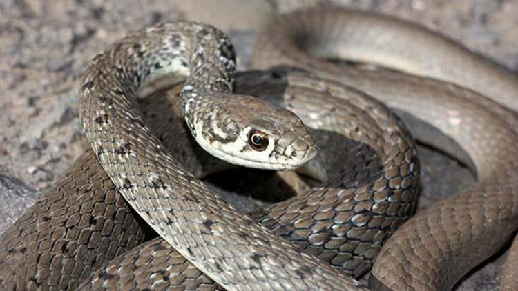 Bayburtta ok yılanı fotoğraflandı