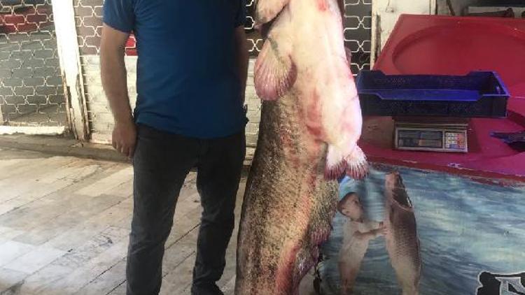 İznik Gölü’nde 2 metre boyunda yayın balığı yakalandı