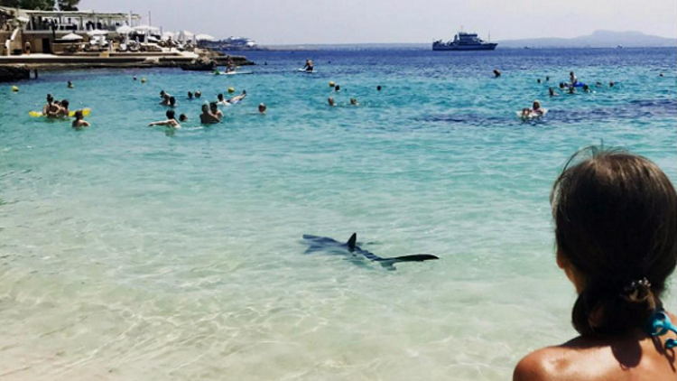 Akdenizin ünlü plajında köpekbalığı paniği