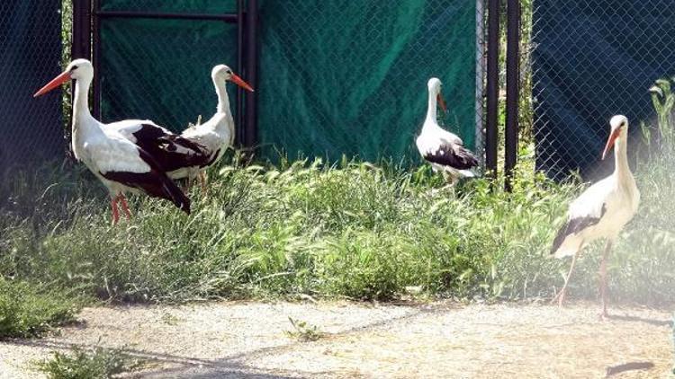 Doğadaki yaralı hayvanlara üniversitelilerden bakım ve şefkat eli