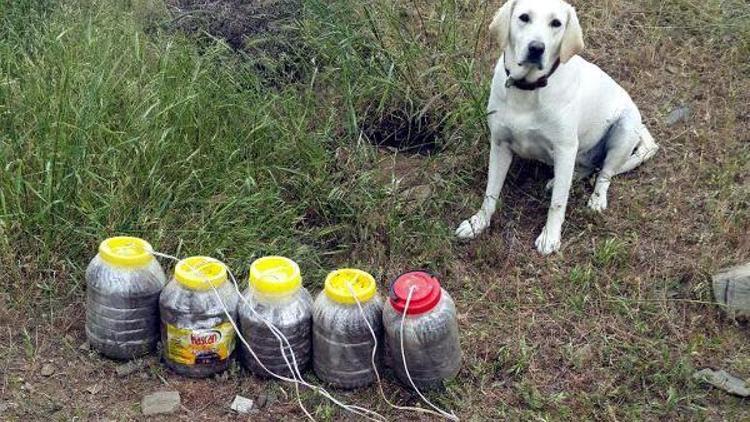 Jandarmanın özel eğitimli köpeği Acar, patlayıcı avcısı