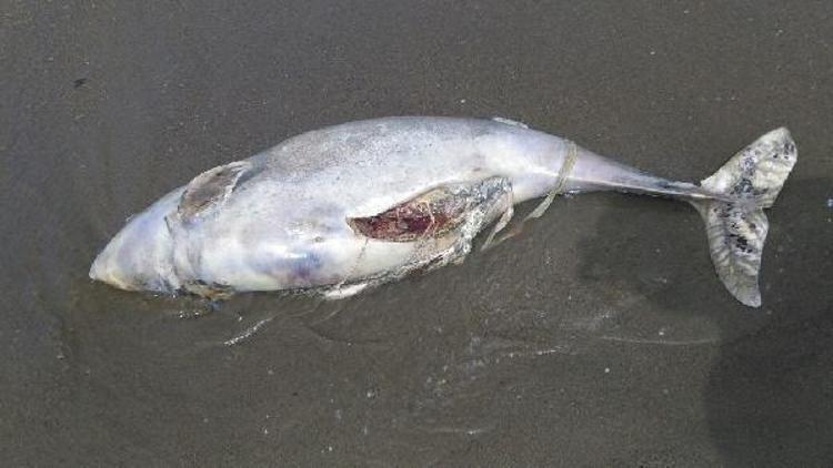 Karasuda ölü yunus balığı karaya vurdu