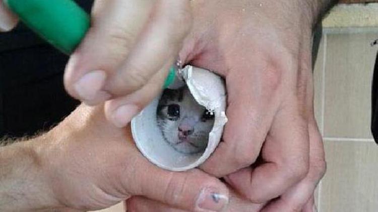Başı plastik boruya sıkışan yavru kediyi itfaiye kurtardı