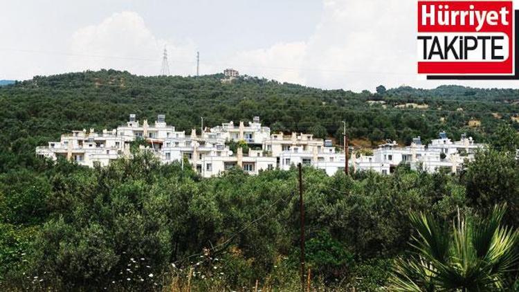 Zeytinliklerde ‘yazlıkçı’ işgali