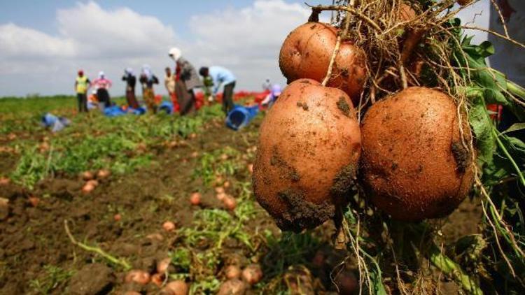 CHP’li Sertel, patates fiyatlarını Meclis’e taşıdı