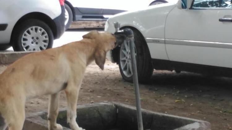 Sıcaktan bunalan köpeğin serinleme çabası